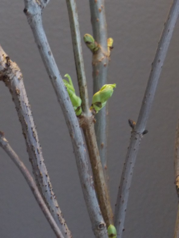 Slpi covered antique chair,desk redo, spring buds 191